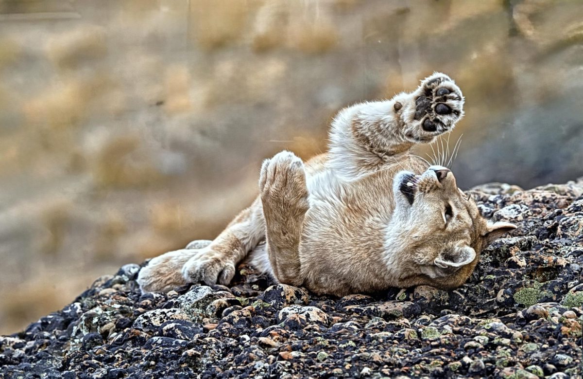 Mountain lions, or large, endearing, and majestic cats, possess remarkable physical abilities. Their strong hind legs allow them to leap impressive distances of 40 to 45 feet and reach heights up to 15 feet. Additionally, they can sprint at speeds of up to 50 miles per hour.