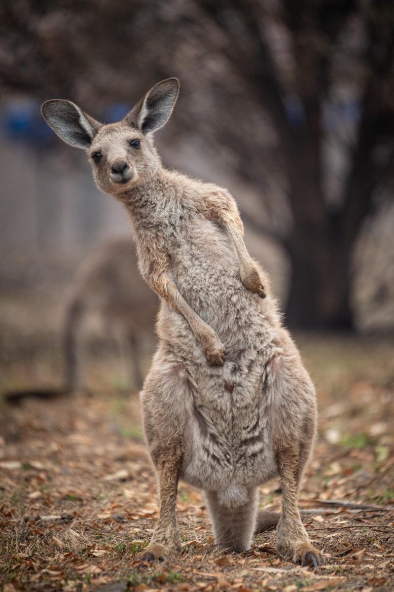 Although kangaroo do not have the ability to walk backwards, they can cover up to 25 in feet in a single leap and jump up to 6 feet in height.
