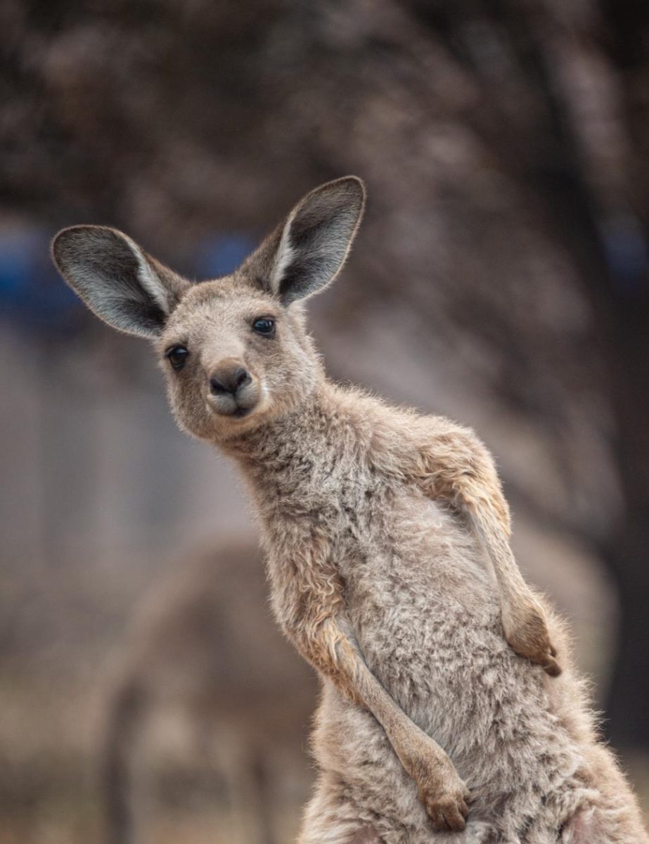 Although kangaroo do not have the ability to walk backwards, they can cover up to 25 in feet in a single leap and jump up to 6 feet in height.
