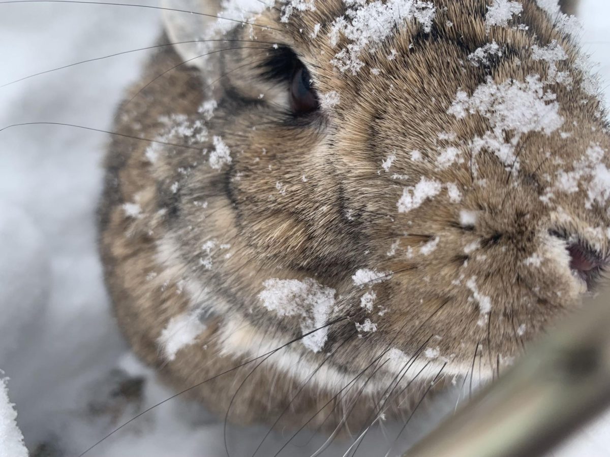 According to animal welfare research, rabbits are among the most common animals used in cosmetics testing, often enduring painful skin and eye experiments without anesthesia.
